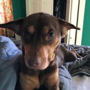 Meet your Posher, Tara